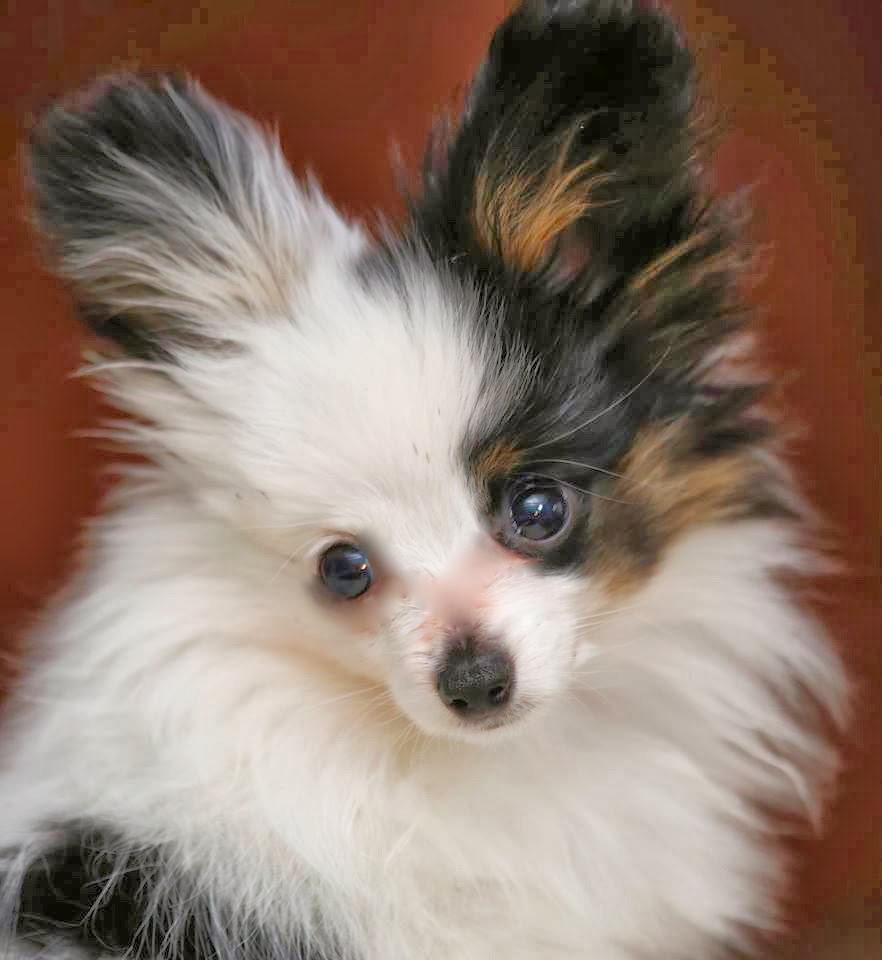 Blue clearance merle papillon